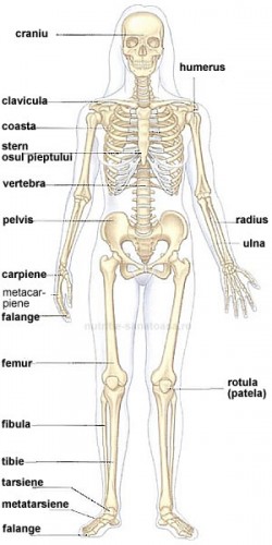 schelet lamprey format din cartilaj și țesut conjunctiv)