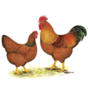 Cocoşul şi găina