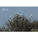 Egrete