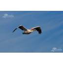 Pelican ȋn zbor