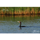 Cormoran