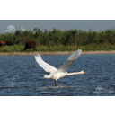 Lebǎdǎ de varǎ