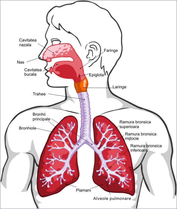 2.Aparatul respirator | respirator